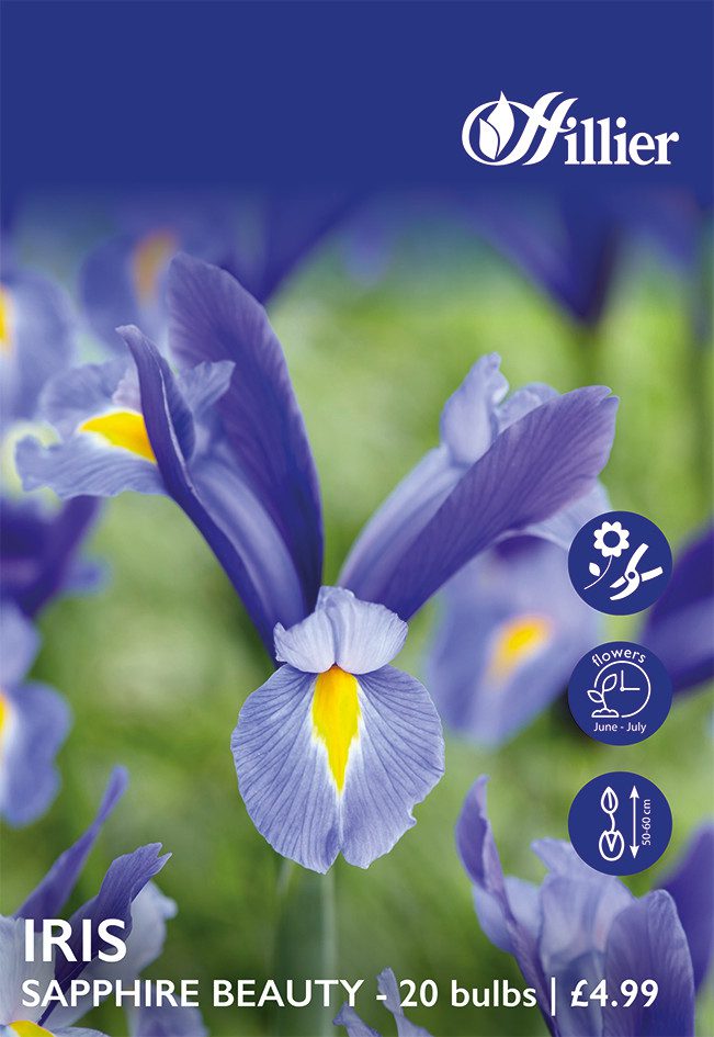 8718641999653 1 Dutch Iris Sapphire Beauty Bulbs.jpg